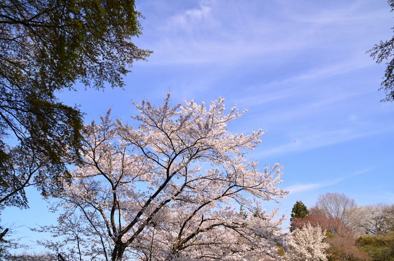 佐久山　桜景色_a0130512_19445261.jpg