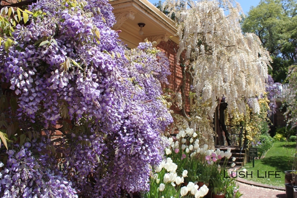 藤の花が満開－Ｆｉｌｏｌｉ　Ｇａｒｄｅｎ－_d0128712_14434646.jpg