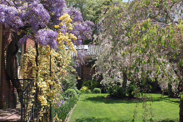 藤の花が満開－Ｆｉｌｏｌｉ　Ｇａｒｄｅｎ－_d0128712_14445159.jpg