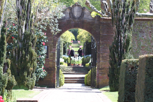 藤の花が満開－Ｆｉｌｏｌｉ　Ｇａｒｄｅｎ－_d0128712_14472559.jpg