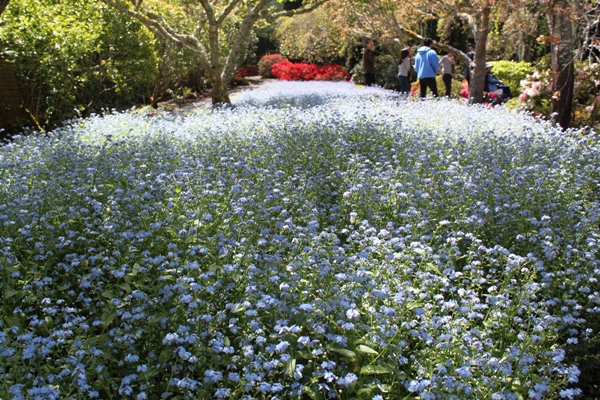 藤の花が満開－Ｆｉｌｏｌｉ　Ｇａｒｄｅｎ－_d0128712_1448497.jpg