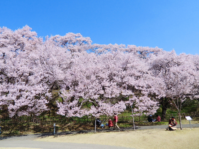 高遠城址公園のサクラ見物＆霧訪山（きりとうやま）に登る　　　　ＮＯ３　　　　_d0170615_1094032.jpg