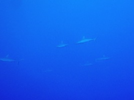 a0043520_4551582.jpg