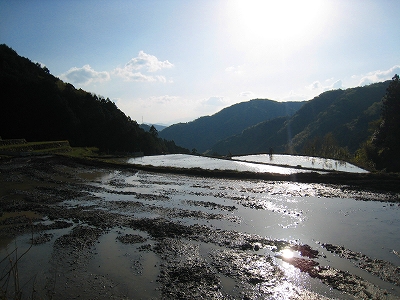 棚田の苗床づくり_e0002820_2252079.jpg