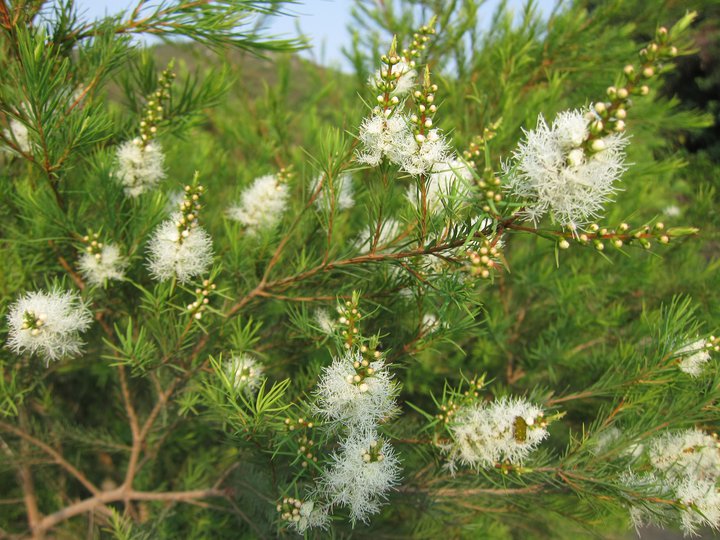 Gardening Diary ティーツリーmelaleuca Alternifolia その2 英国メディカルハーバリスト