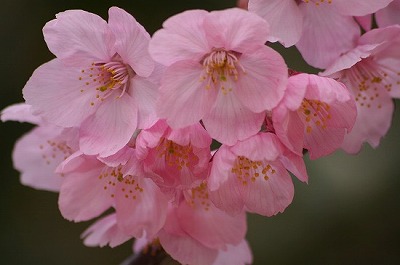 陽光桜_b0078137_17242523.jpg