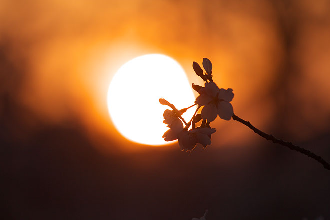 但馬桜行脚’１１　＃１０_c0067040_23151134.jpg