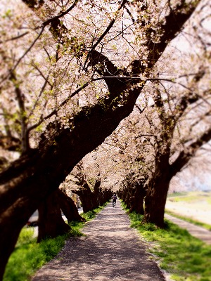 世の中にたえて桜のなかりせば。_a0027641_16254488.jpg