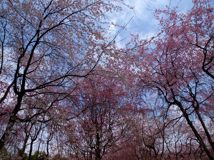 桜の力_d0149245_2293677.jpg