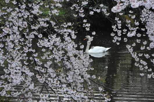 奥卯辰山健民公園_c0093046_12502380.jpg