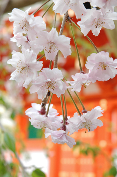 お花見さんぽ_b0016049_16525049.jpg