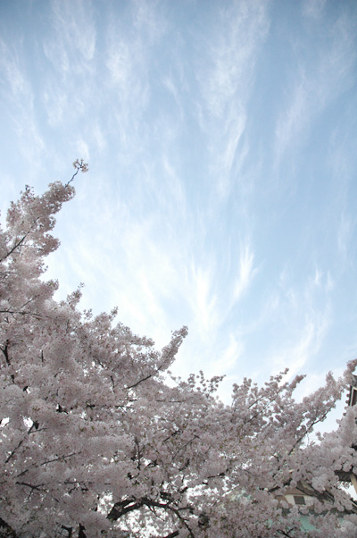 お花見さんぽ_b0016049_16525214.jpg