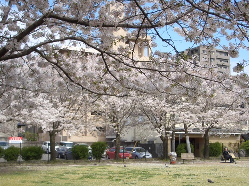 平田公園の桜きれいでした☆_c0194551_9275875.jpg