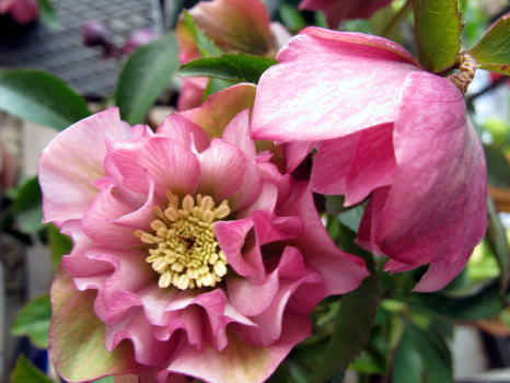 c0147952_100054.jpg