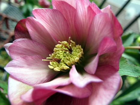 c0147952_1082456.jpg