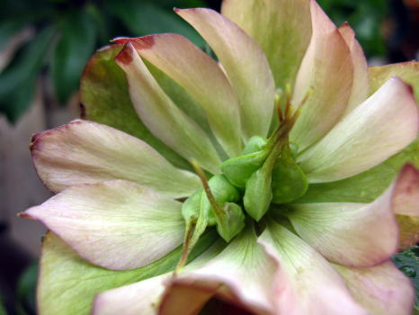 c0147952_1093323.jpg