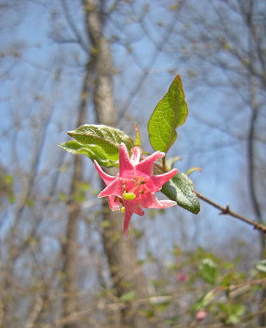 4月23日　またまたの赤城自然園_a0001354_21343928.jpg