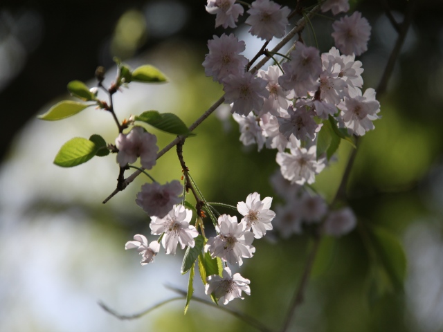 久しぶりに、天拝公園を訪れる！_b0124456_1182427.jpg