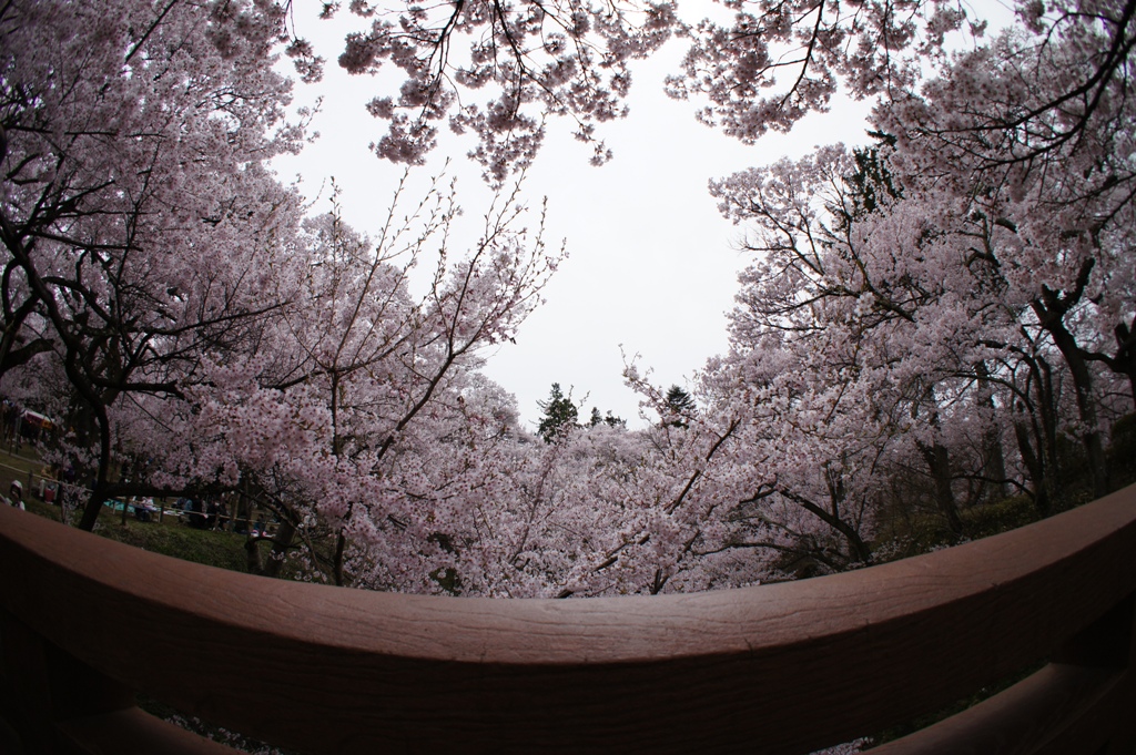 cherry blossom（高遠城址公園）_e0223456_9312485.jpg