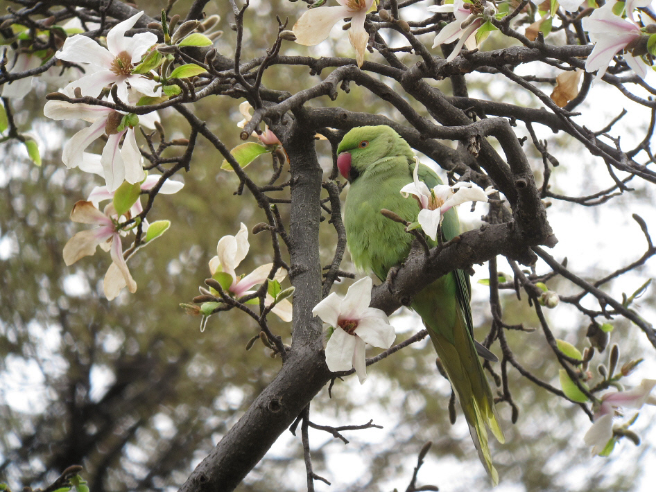 ワカケホンセイインコ：食欲の春_f0230458_2050275.jpg