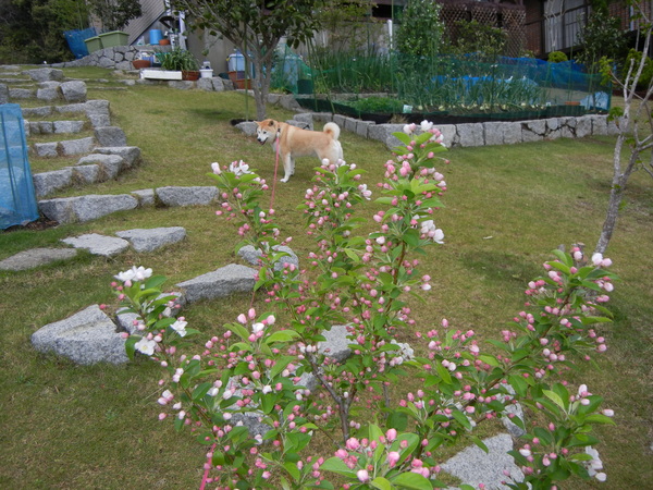 2011年4月23日(土)明日は夏野菜を植えなくちゃ!_f0060461_20141849.jpg