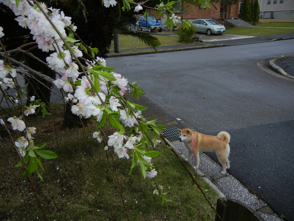 2011年4月23日(土)明日は夏野菜を植えなくちゃ!_f0060461_20294719.jpg
