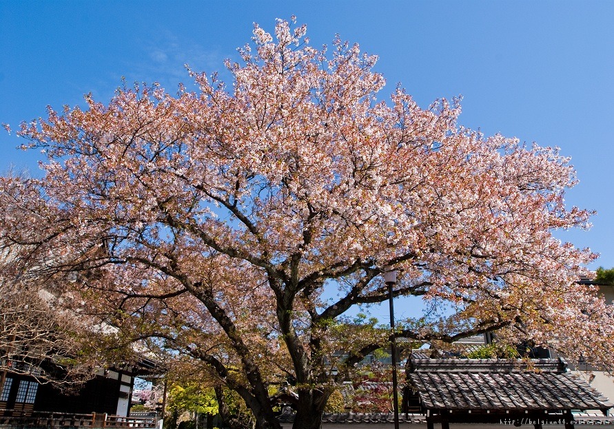 本隆寺_f0102363_20222526.jpg