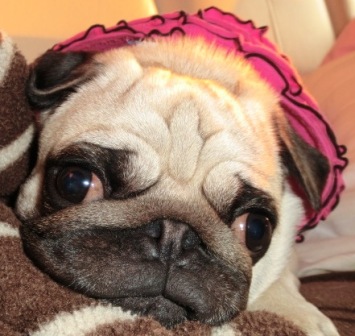 かわいくないパグの顔 パグっ子ジョバへの片思い Giovanni My Lovely Pug