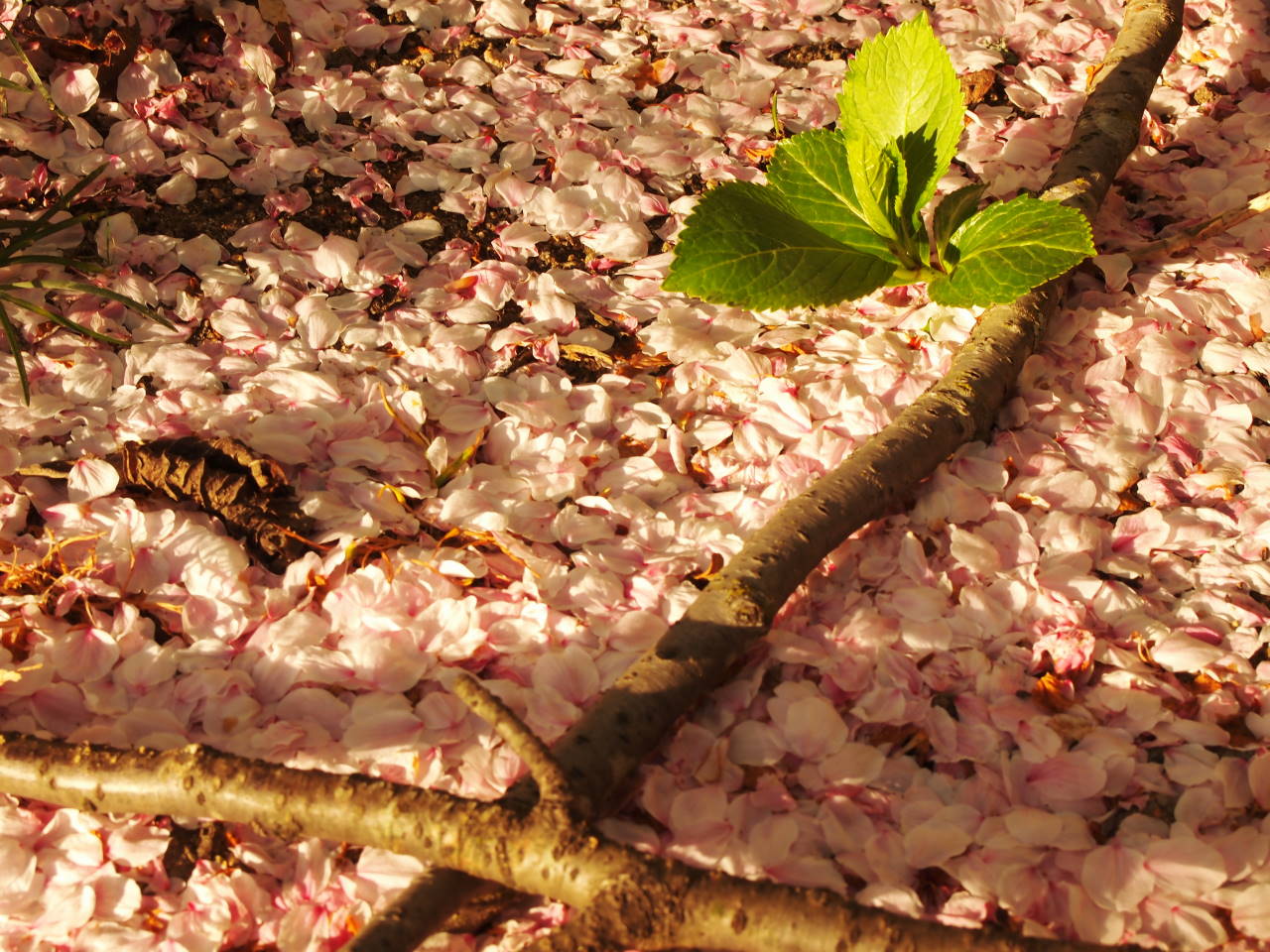 桜　２０１１　Vol.2_b0222467_15573833.jpg