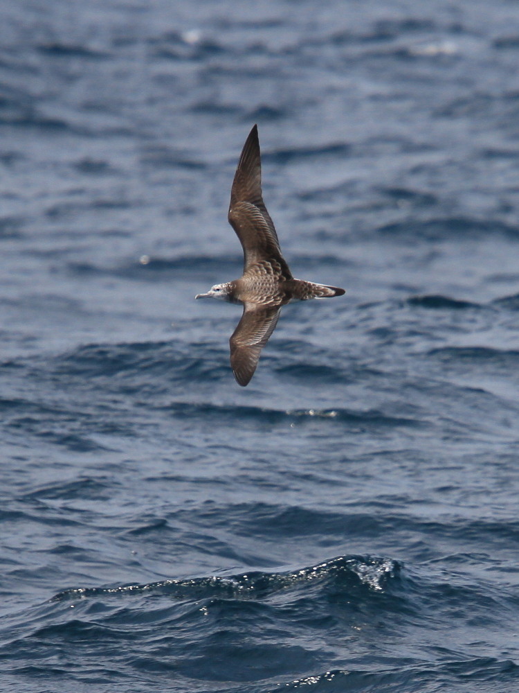 a0146869_22305027.jpg