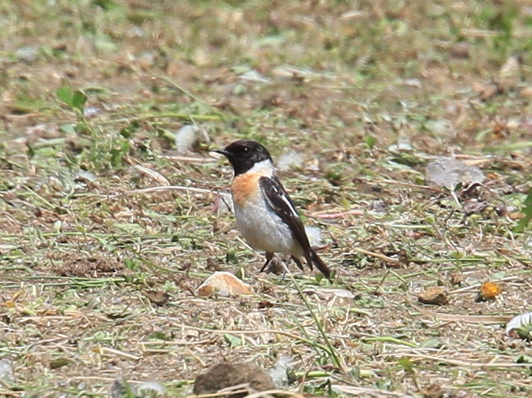 a0146869_22314657.jpg