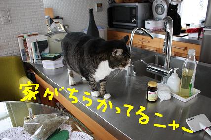 caffeＬittlewoods＃1105　「両手の無い猫チビタ」_d0009175_1932147.jpg