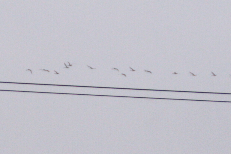 c0112479_20182087.jpg