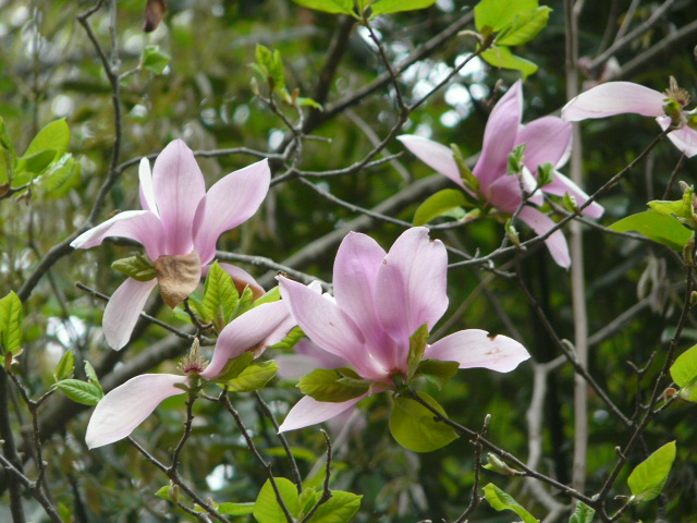 東京薬科大学薬草植物園の樹木の花_e0145782_11413844.jpg