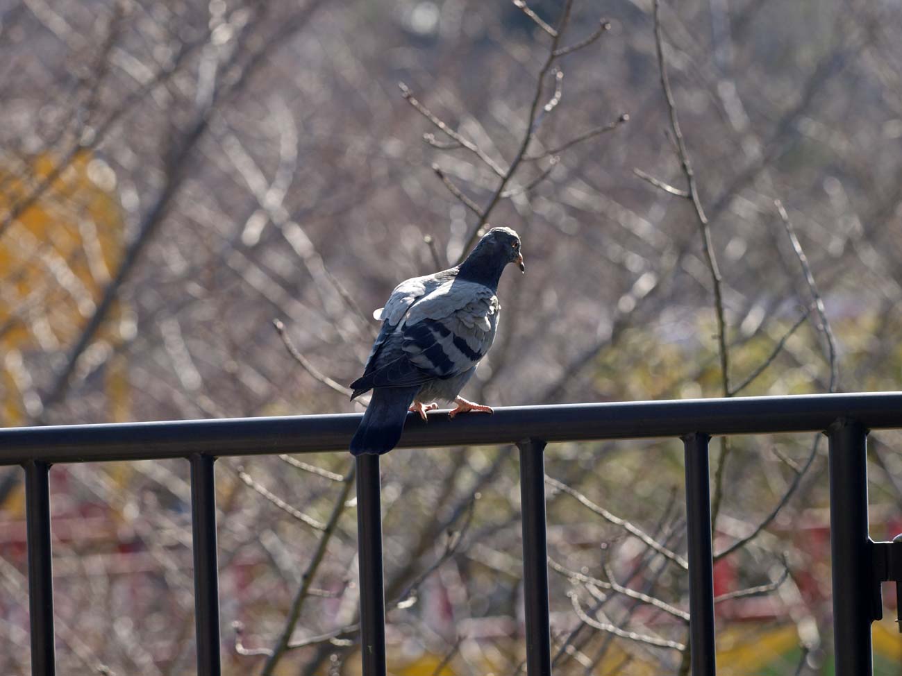 鳩がいる風景_a0110584_8354495.jpg