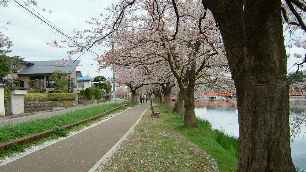 高田城址公園の桜!_e0065084_2061684.jpg