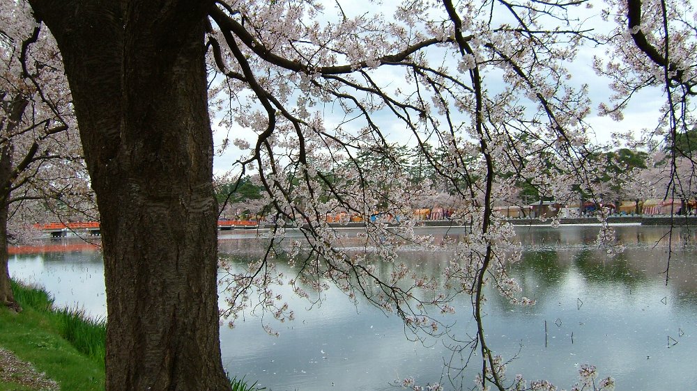 高田城址公園の桜!_e0065084_2062969.jpg