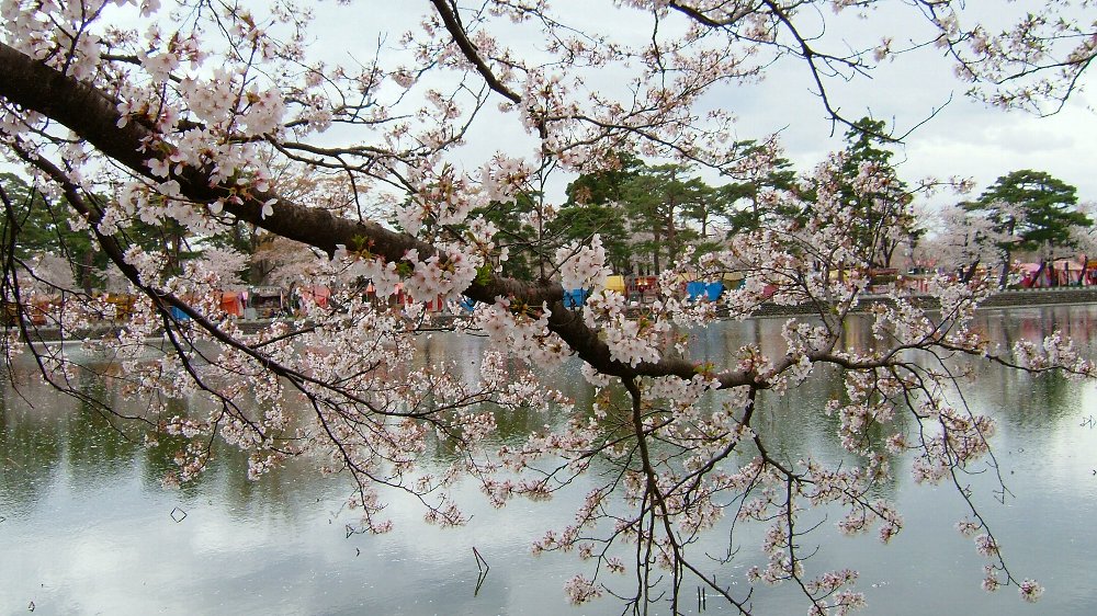 高田城址公園の桜!_e0065084_2064425.jpg