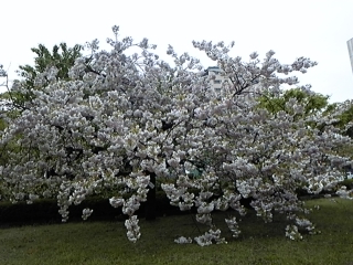 4月23日、雨降っています。。。_b0157386_11295329.jpg