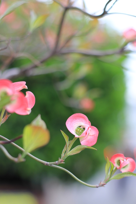 身まわりの花、事。_f0233193_15324770.jpg