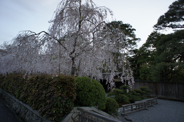 今年の桜・・・_f0083294_14411762.jpg