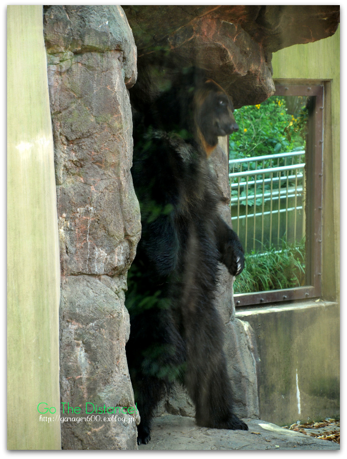 続・上野動物園～東園～_e0025695_19155692.jpg