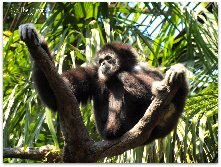 続・上野動物園～東園～_e0025695_19212856.jpg