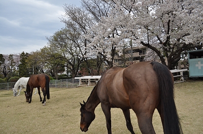 やさしいお馬さん_e0158895_2173674.jpg