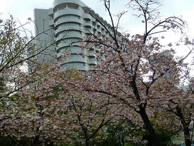 ポーアイ南公園の八重桜_b0051598_2323145.jpg