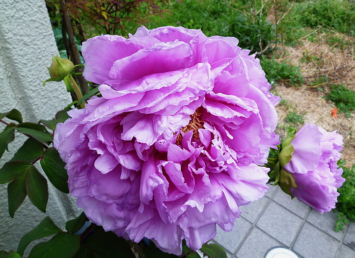 c0138198_1358127.jpg