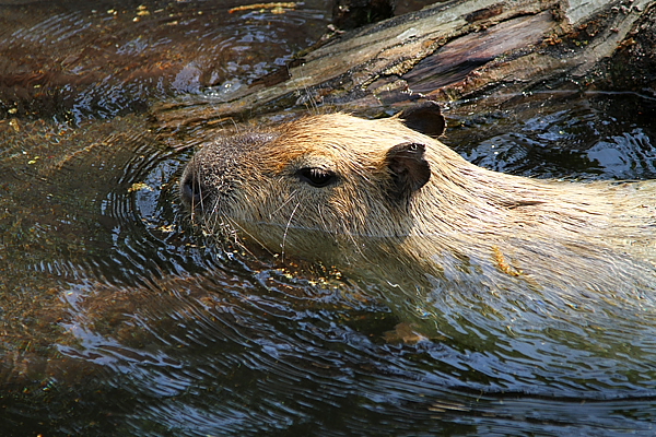 動物達。_b0218399_13542677.jpg