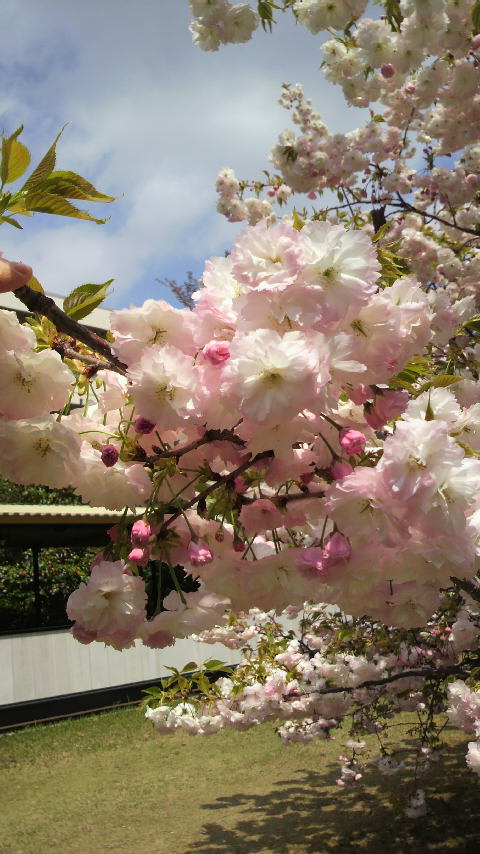 a0000202_22322980.jpg