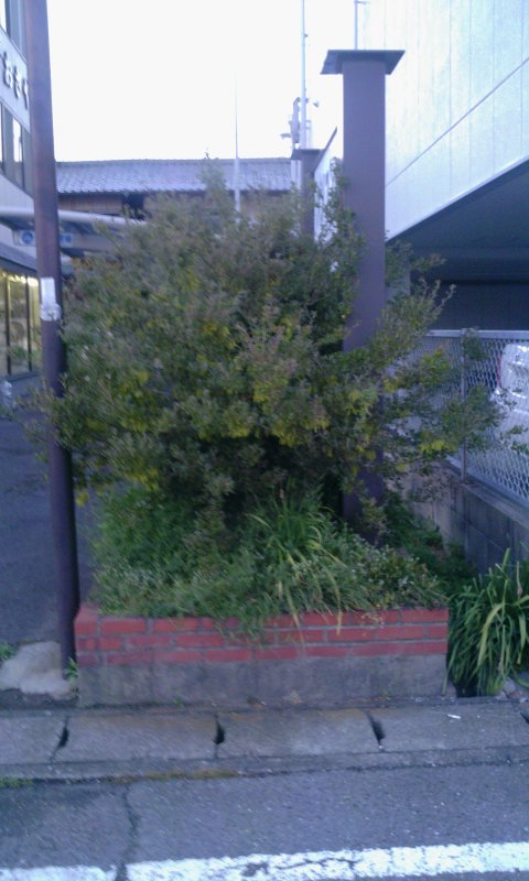 木に花が咲きました_d0156706_18375229.jpg
