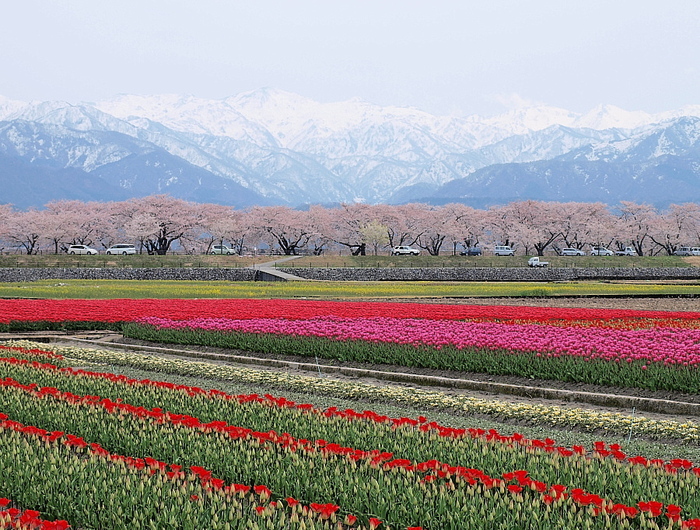 富山県朝日町舟川にて EPL6 My Photo Diary